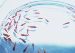 解惑风险管控：专业人士的深度解析